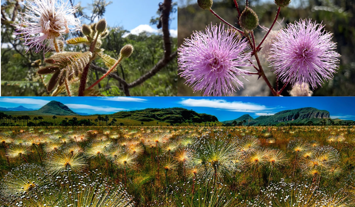 Flora da Chapada dos Veadeiros /Brasil