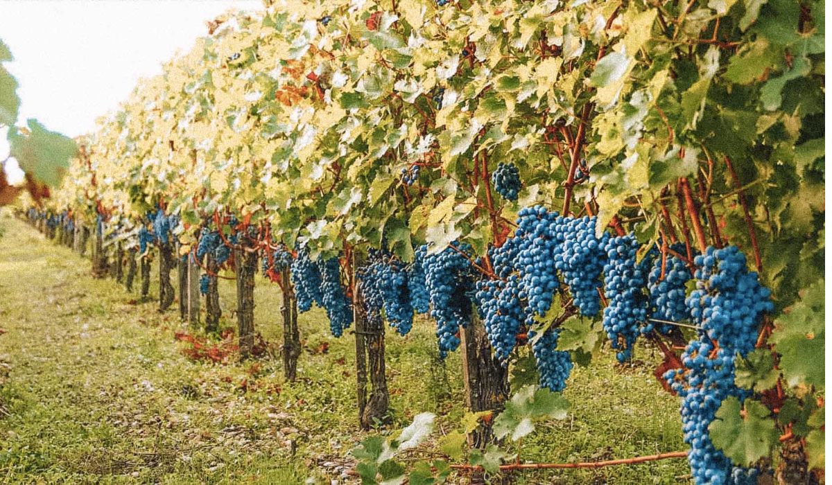 Vinhedos de Bordeaux/França