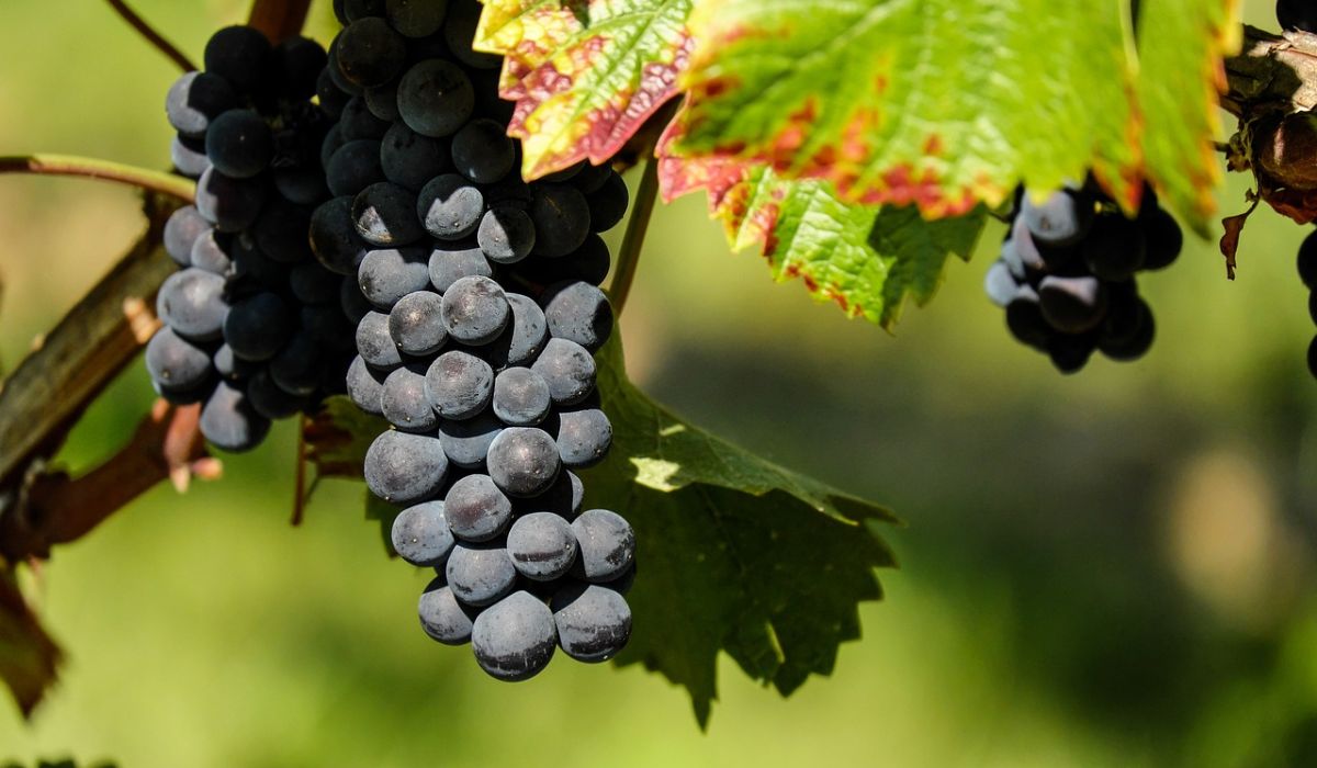 Quinta do Olivardo/S.Roque